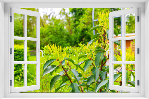 Fototapeta Naklejka Na Ścianę Okno 3D - Laurel hedge plant in the garden in Germany.