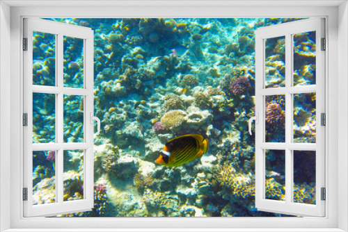 Fototapeta Naklejka Na Ścianę Okno 3D - coral reef with inhabitants in Egypt Sahl Hasheesh for banner background