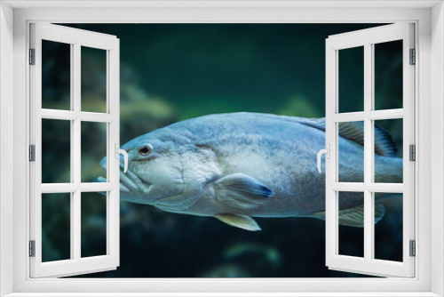 Fototapeta Naklejka Na Ścianę Okno 3D - Gag Grouper fish (Mycteroperca microlepis)