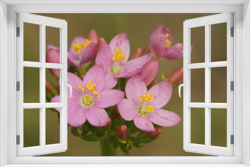Fototapeta Naklejka Na Ścianę Okno 3D - Closeup on soft pink flowering Common or European centaury wildflower, Centaurium erythraea