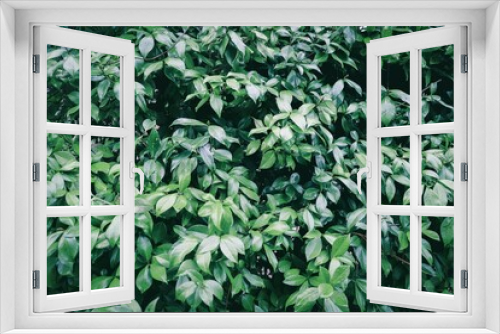 Fototapeta Naklejka Na Ścianę Okno 3D - closeup of leaves of a jasmine - green background