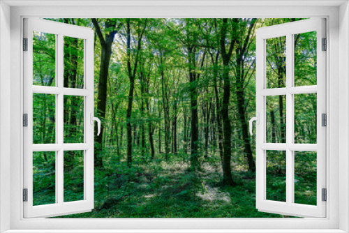Fototapeta Naklejka Na Ścianę Okno 3D - View of a forest with fresh greenery.