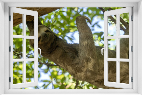 Fototapeta Naklejka Na Ścianę Okno 3D - Sloth three toed, Bradypus tridactylus, in the city park in