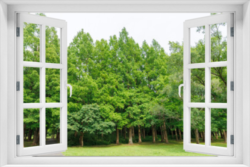 Fototapeta Naklejka Na Ścianę Okno 3D - 公園の風景　新緑のきれいな景色