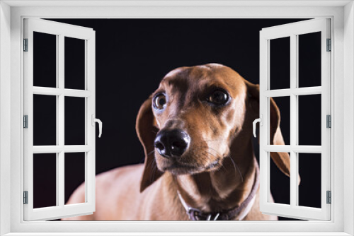 Fototapeta Naklejka Na Ścianę Okno 3D - perro de raza, 