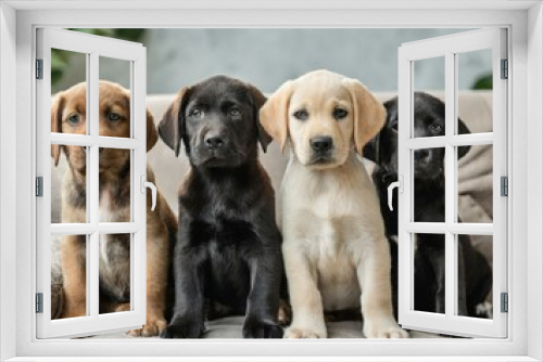 Fototapeta Naklejka Na Ścianę Okno 3D - Different colored puppies golden retriever, dachshund, husky , sitting beside each other on row on the couch at home 