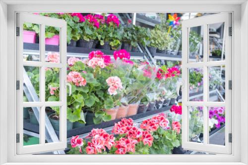 Fototapeta Naklejka Na Ścianę Okno 3D - A street flower shop with bright geranium flowers in pots on the shelves.