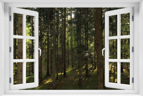 Fototapeta Naklejka Na Ścianę Okno 3D - Magic sunlight in beautiful afternoon forest.