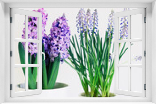 Fototapeta Naklejka Na Ścianę Okno 3D - Beautiful fresh spring flowers such as hyacinth and muscari in full bloom against white background.