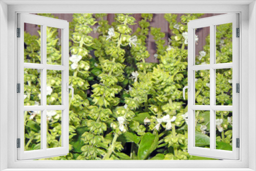 Fototapeta Naklejka Na Ścianę Okno 3D - Flowering basil plant on a wooden background