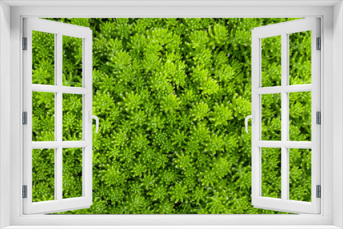 Fototapeta Naklejka Na Ścianę Okno 3D - Green lemon sedum angelina ground cover for background and text in natural and minimal design pattern with copy space