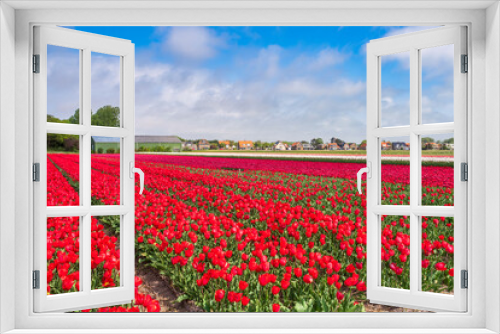 Fototapeta Naklejka Na Ścianę Okno 3D - A tulip field in full bloom near Egmond aan Zee/Netherlands