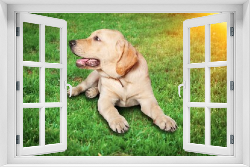 Fototapeta Naklejka Na Ścianę Okno 3D - An adorable dog  outdoor on green grass