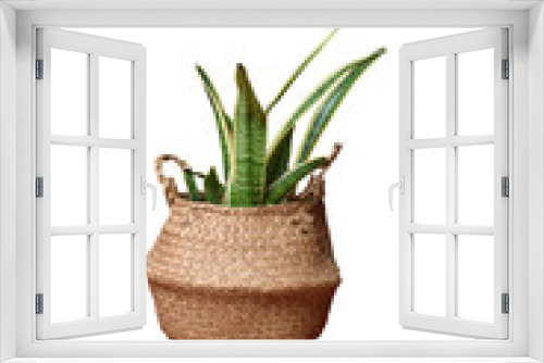 Fototapeta Naklejka Na Ścianę Okno 3D - plant in a pot