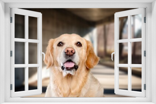 Fototapeta Naklejka Na Ścianę Okno 3D - Cute smart young dog posing