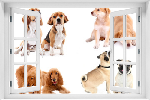 Fototapeta Naklejka Na Ścianę Okno 3D - Dog collage