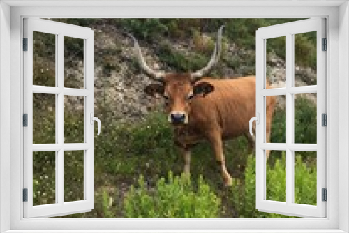 Fototapeta Naklejka Na Ścianę Okno 3D - Bull in Northern Portugal Mountains