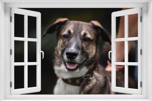 Fototapeta Naklejka Na Ścianę Okno 3D - Portrait of a dog from the shelter. Close-up