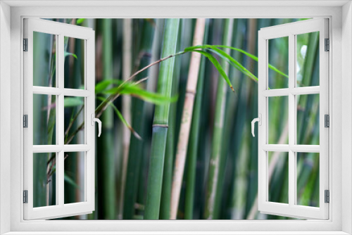 Fototapeta Naklejka Na Ścianę Okno 3D - Young bamboo thickets close up, nature background