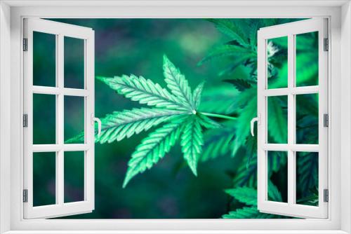 Fototapeta Naklejka Na Ścianę Okno 3D - Fresh green leaves of cannabis marijuana close up. Medical marijuana growing concept
