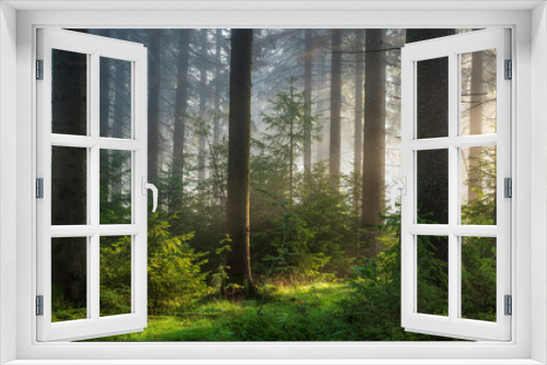 Fototapeta Naklejka Na Ścianę Okno 3D - Panorama of Sunny Natural Spruce Forest with Morning Fog