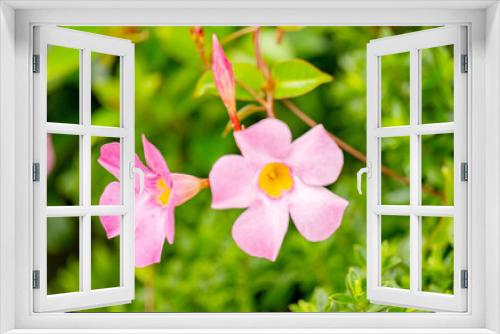 Fototapeta Naklejka Na Ścianę Okno 3D - mandevilla flowers blooming i