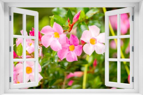 Fototapeta Naklejka Na Ścianę Okno 3D - mandevilla flowers blooming i