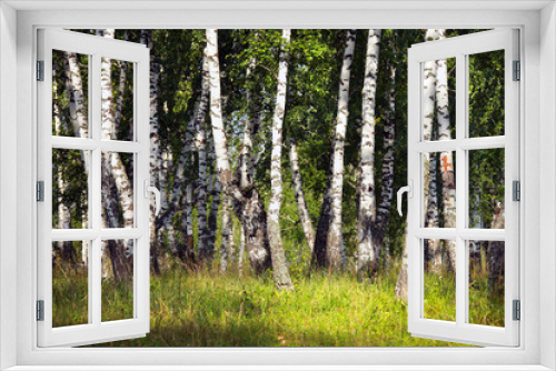 Fototapeta Naklejka Na Ścianę Okno 3D - birch grove in the Urals