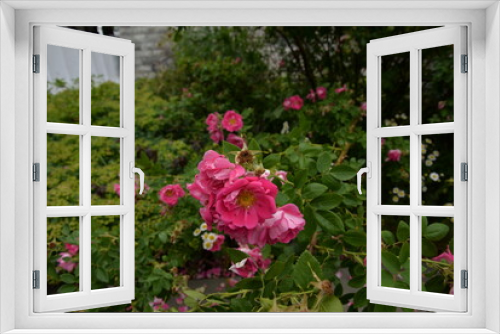 Fototapeta Naklejka Na Ścianę Okno 3D - Vibrant pink roses in a garden