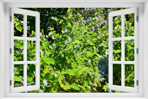 Fototapeta Naklejka Na Ścianę Okno 3D - Botanical Garden in Vienna