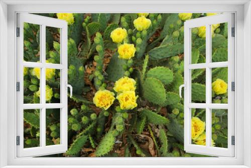 Fototapeta Naklejka Na Ścianę Okno 3D - cactus blossoms