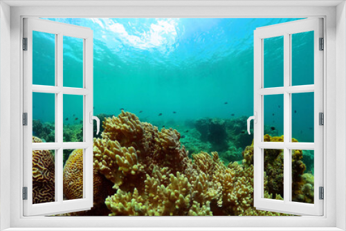 Fototapeta Naklejka Na Ścianę Okno 3D - Sealife with coral garden and fish. Tropical fish and coral reef, underwater seascape.