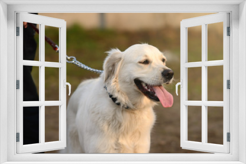 Fototapeta Naklejka Na Ścianę Okno 3D - Labrador dog