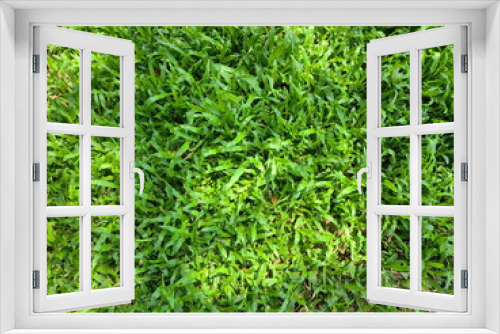 Fototapeta Naklejka Na Ścianę Okno 3D - Manila Grass or Nuan Noi Grass. Long, slender leaves bright green, popularly planted in gardens, sports fields, playgrounds. Temple Grass is similar to Japanese Lawn Grass, leaves are more flexible.
