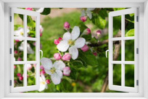 Fototapeta Naklejka Na Ścianę Okno 3D - close up of apple tree with flower buds in the spring garden