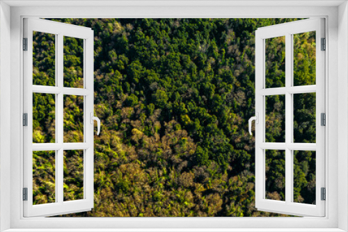 Fototapeta Naklejka Na Ścianę Okno 3D - Zenith aerial view of a dense forest.