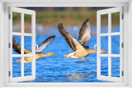 Fototapeta Naklejka Na Ścianę Okno 3D - Greylag goose, Anser Anser, in flight migrating above a lake