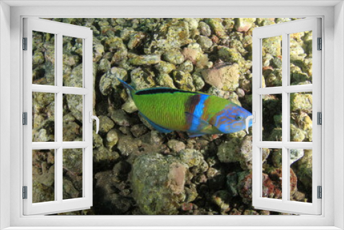 Fototapeta Naklejka Na Ścianę Okno 3D - A greenish-coloured fish forages for food on the rocky seabed.