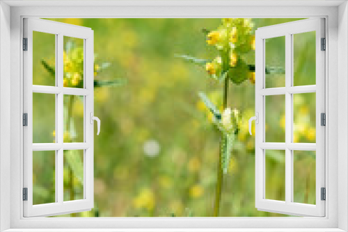 Fototapeta Naklejka Na Ścianę Okno 3D - Yellow rattle (rhinanthus minor) flowers in bloom