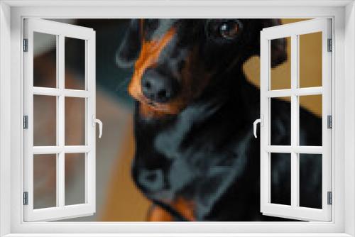Fototapeta Naklejka Na Ścianę Okno 3D - affectionate puppy dog at home, keeping humans company
