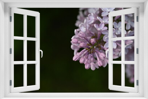 Fototapeta Naklejka Na Ścianę Okno 3D - pink lilac blooming with flowers and buds close up, soft lilac, pink flowers mauve, art beautiful bokeh, close up of lilac flowers, lilac flowers on a branch, Pink mulberry flowering background