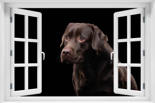 Fototapeta Naklejka Na Ścianę Okno 3D - A contemplative chocolate Labrador dog gazes into the distance on a stark black backdrop