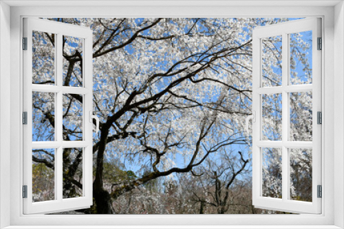 Fototapeta Naklejka Na Ścianę Okno 3D - 青空と枝垂れ桜	
