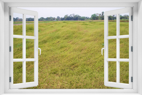 Fototapeta Naklejka Na Ścianę Okno 3D - Greenfield of  coriander seeds harvest  landscape view