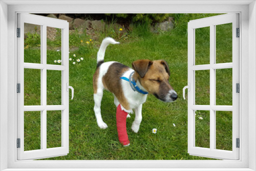 Fototapeta Naklejka Na Ścianę Okno 3D - Smooth fox terrier with broken leg in plaster