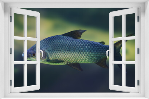 Fototapeta Naklejka Na Ścianę Okno 3D - Streaked prochilod (Prochilodus lineatus) - Freshwater fish