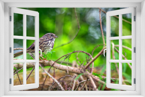 Fototapeta Naklejka Na Ścianę Okno 3D - Song Sparrow (Melospiza melodia) in Golden Gate Park, San Francisco
