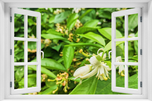 Fototapeta Naklejka Na Ścianę Okno 3D - White Flower in Bloom with Lush Greenery, Close-Up Perspective