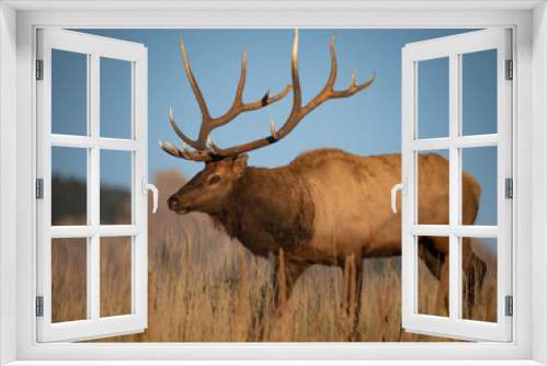 Fototapeta Naklejka Na Ścianę Okno 3D - bull elk on a ridge