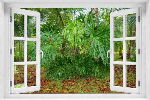 Fototapeta Naklejka Na Ścianę Okno 3D - Big leaves of lacy tree philodendron